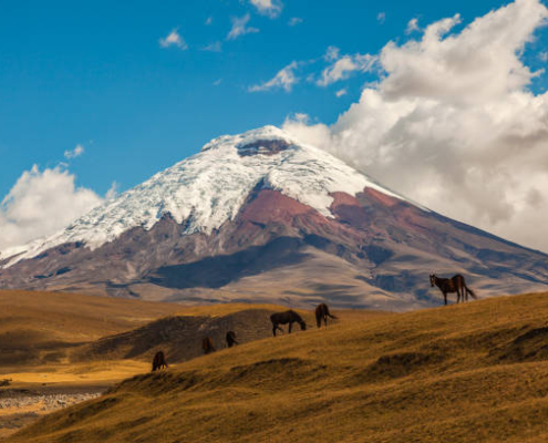 Cotopaxi, an active volcano, at sunset with horses in the foreground